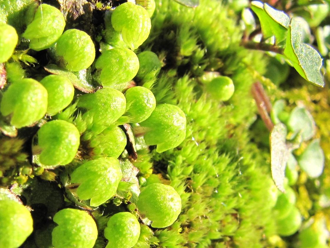 Lunularia? no, cfr. Reboulia hemisphaerica